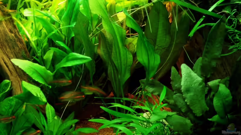 umgestaltete Beckenmitte, Cryptocoryne nach hinten,Echinodorus nach vorn 12.11.11 von ~Marco~ (29)