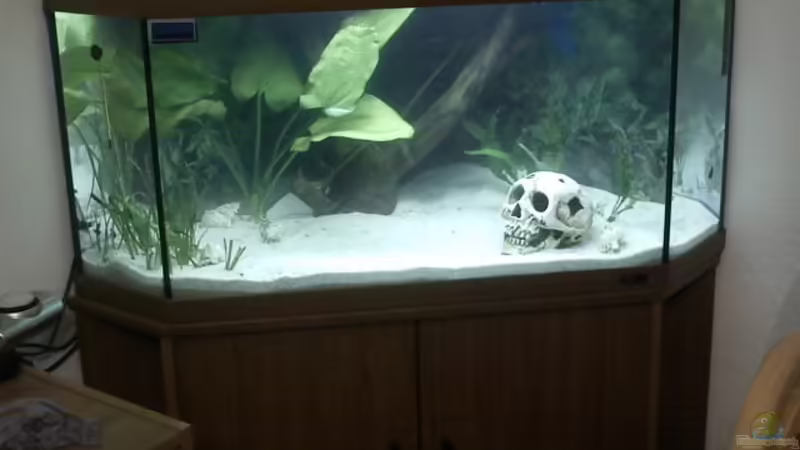 umgestaltetes becken von dobi66 (2)