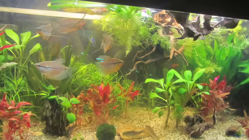 Umgestaltung - Erster Teil: Mehr Moorkienwurzeln von Mofafi-Liebhaber (40)