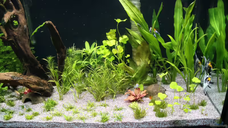 Umgestaltung des Beckens Januar 2018 rechts von coachdriver_uwe (68)