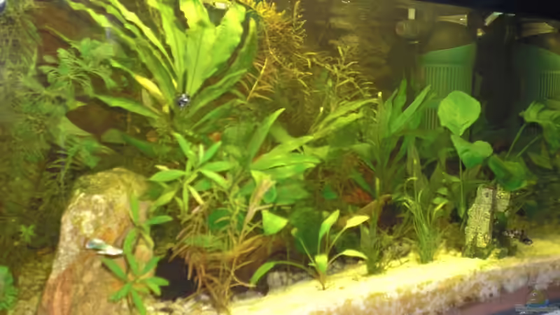 Umgestaltung mit Quarz-Sand im vorderen Bereich für die Bodenfische von Kerstin Zänker (3)