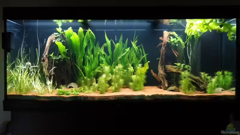 Umgestaltung unseres Beckens vom 13.08. von coachdriver_uwe (65)