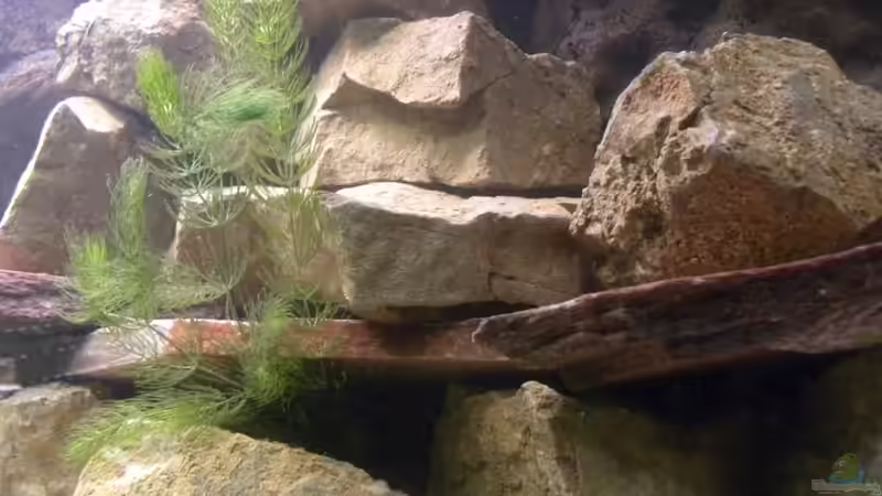 umgestaltung von Harry Penner (9)