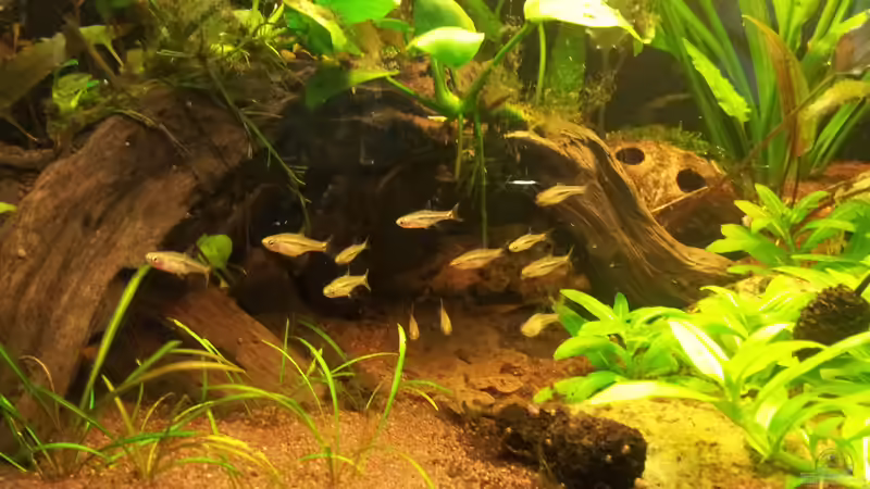 Umgezogen von Liquid (27)