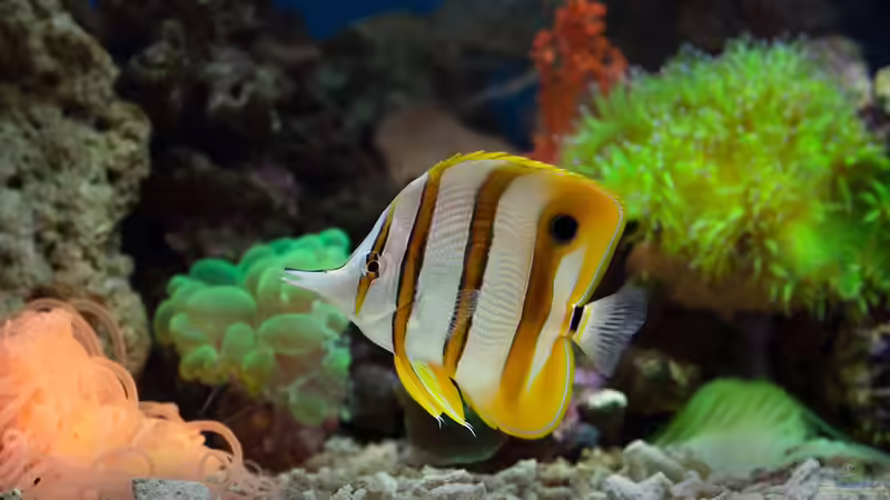 Umstieg von Süßwasser auf Meerwasser: Das sind die häufigsten Gründe