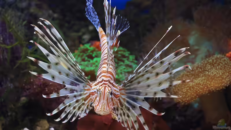 Umstieg von Süßwasser auf Meerwasser: Das sind die häufigsten Gründe