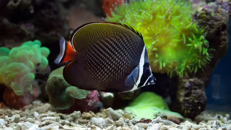 Umstieg von Süßwasser auf Meerwasser: Das sind die häufigsten Gründe