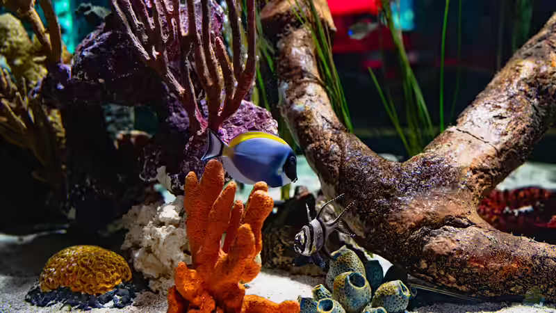 Umstieg von Süßwasser auf Meerwasser: Das sind die häufigsten Gründe