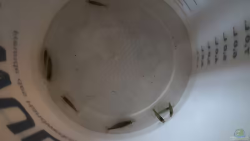 Umzug der Amanos  von Mark H. (38)