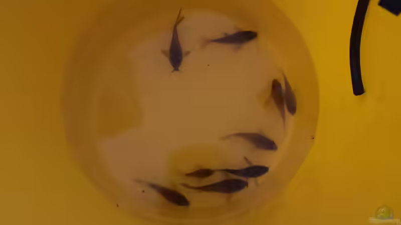 Umzug von 9 der 11 Corydoras von Mark H. (38)