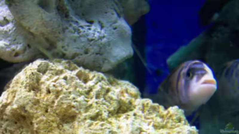 Unbekannt 1 von 47 Malawi (25)