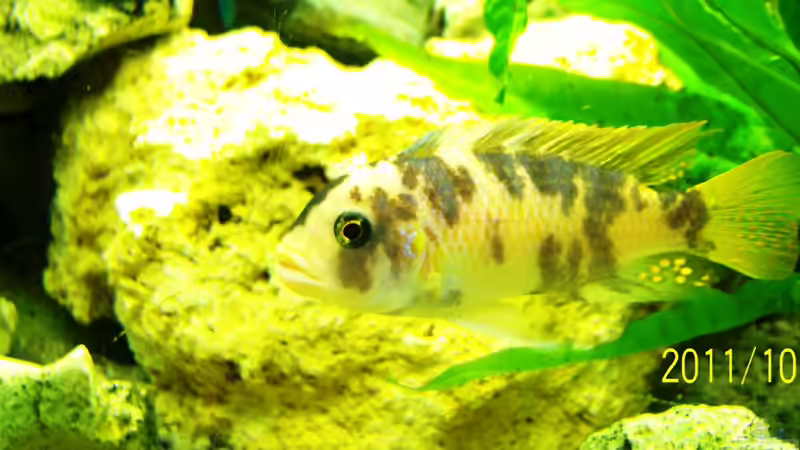 Unbekannt 2 von 47 Malawi (26)