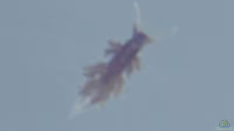 unbekannt 24.05.2015 von mmbm78 (40)