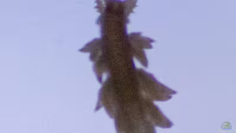 unbekannt 24.05.2015 von mmbm78 (41)