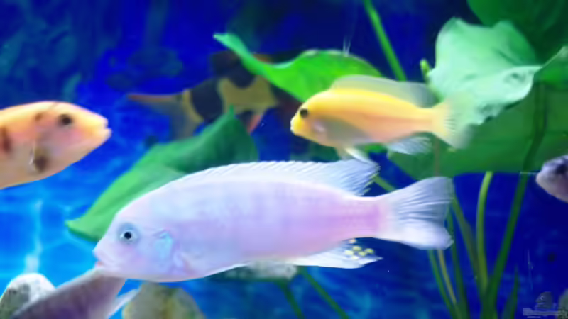 Unbekannt 4 von 47 Malawi (27)