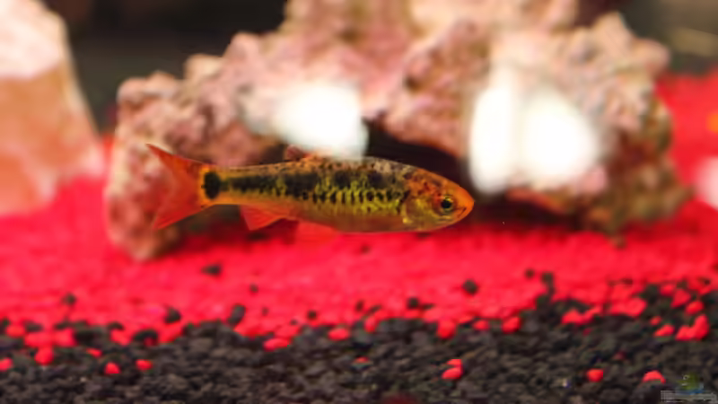 Unbekannt von Chaos Master (18)