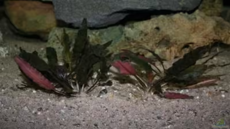 Unbekannt von Malawi (5)