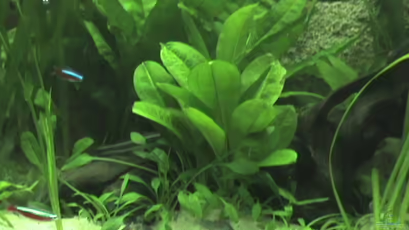 Unbekannt von Schins (5)