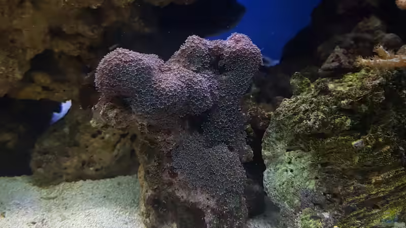 Unbekannte Art von Kai Heermann (25)