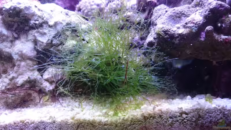 Unbekannte Grünalge (weiß jemand was das ist ?? ) von Nano Jojo (7)