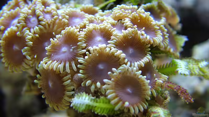 unbekannte Krustenanemone von Merya (21)