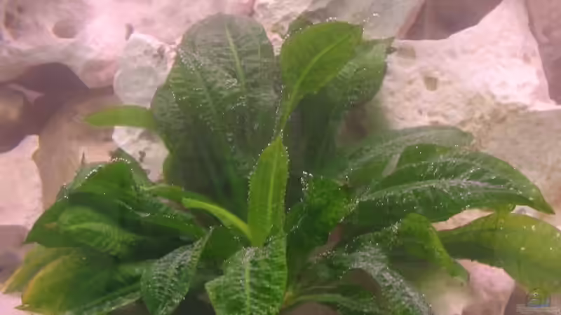 Unbekannte Pflanze 1 von Mathias Schlett (14)