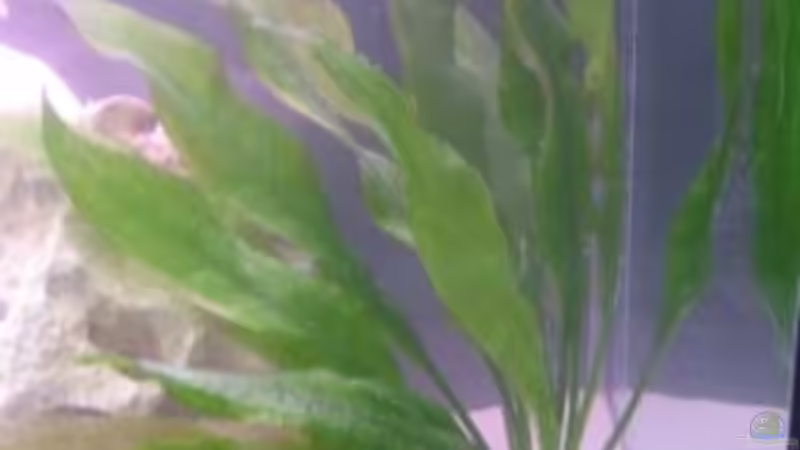 Unbekannte Pflanze 2 von Mathias Schlett (15)