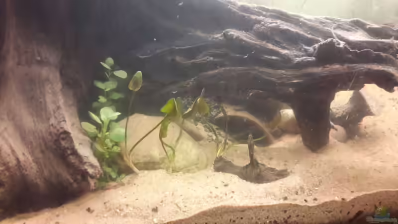 Unbekannte Pflanze in Einem Fluss Gefunden von Vitus Vitus (3)