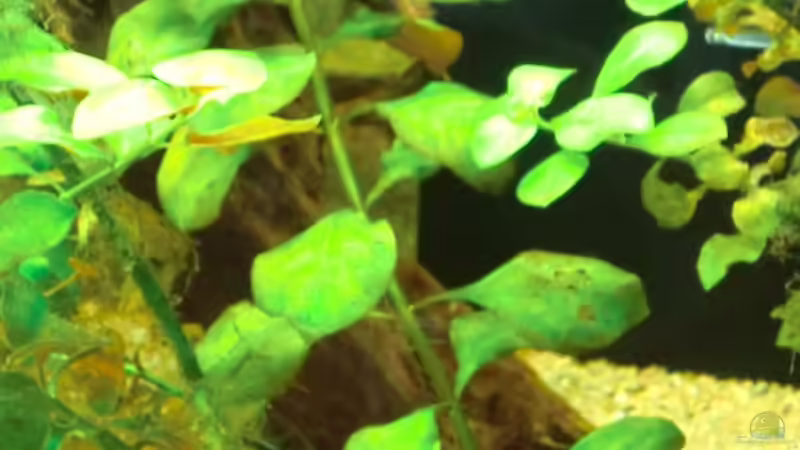 unbekannte Pflanze Nr. 1 von Sirko Fricke (22)