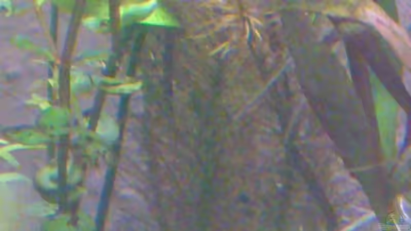 Unbekannte Pflanze von &lt;---MARCO---&gt; (10)