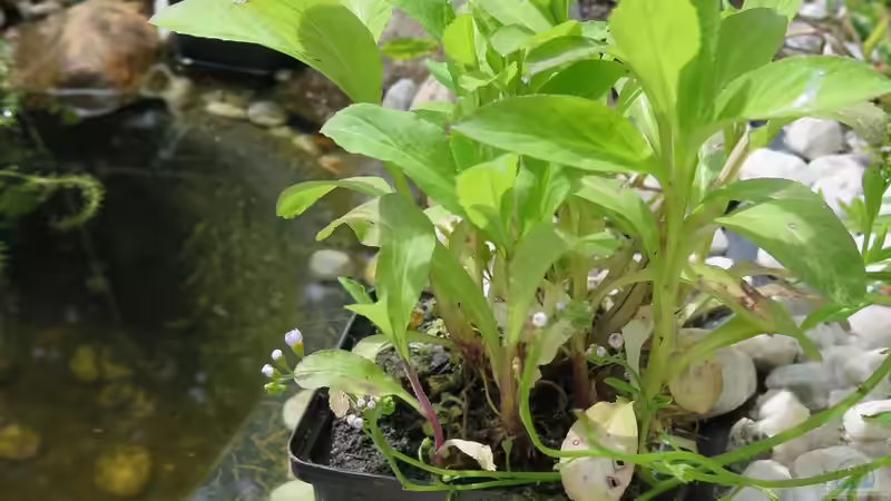 unbekannte Pflanze von Thomas Limberg (25)