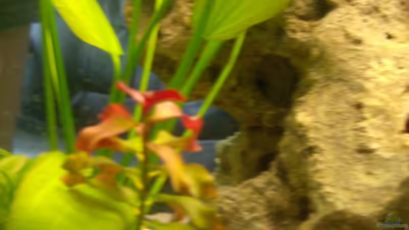 Unbekannte rote Pflanze ( für Bestimmung wäre ich dankbar) von Mark S. (9)