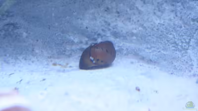 Unbekannte Schnecke!!! von Marco Vasev (17)