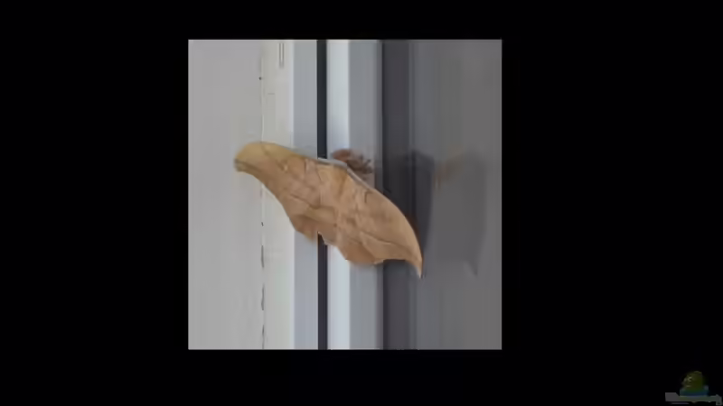 unbekannte Spezies 