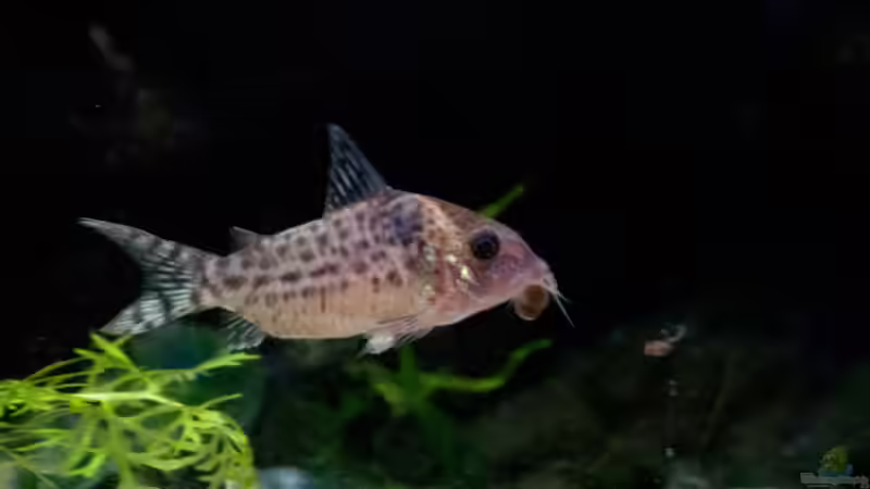 Unbekannter Corydoras. Habe ihn zu meinem letzten Schwarm Schwartzi dazu bekommen. von Melusine Vom Musenhain (11)