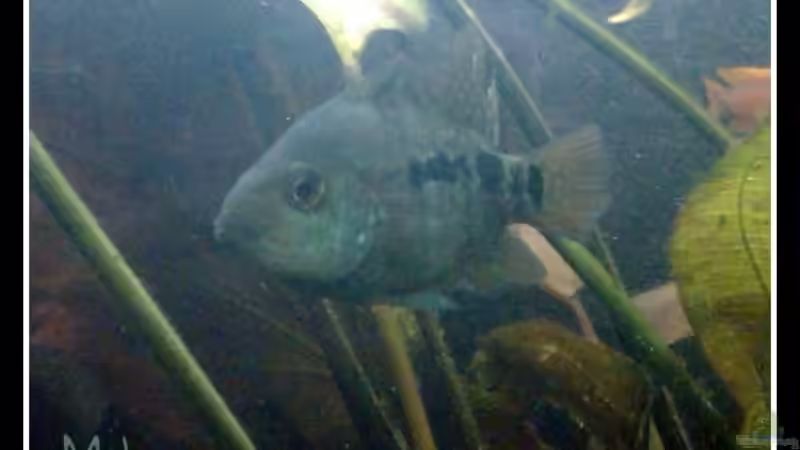 unbekannter Fisch - Kreuzung mit ???? von mariajudyta (47)