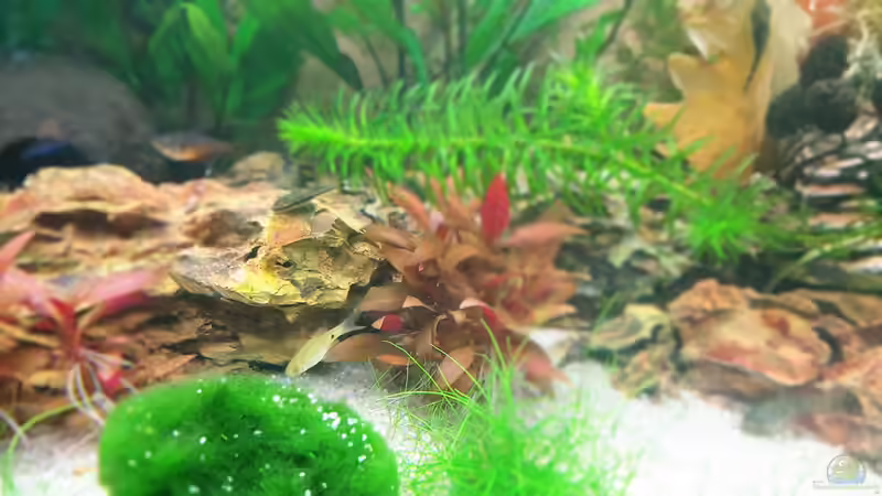 Unbekannter Fisch der als Ei mit einer Pflanze eingezogen ist von Chris-BluBB (11)