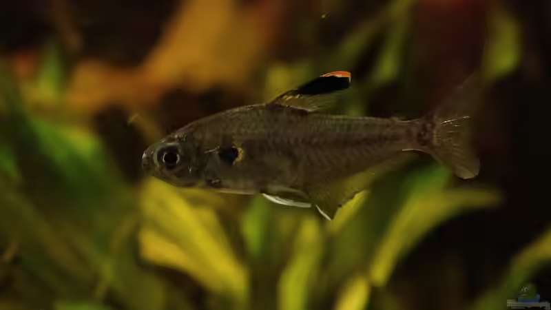 unbekannter Salmler Februar 2025 von Philip (59)