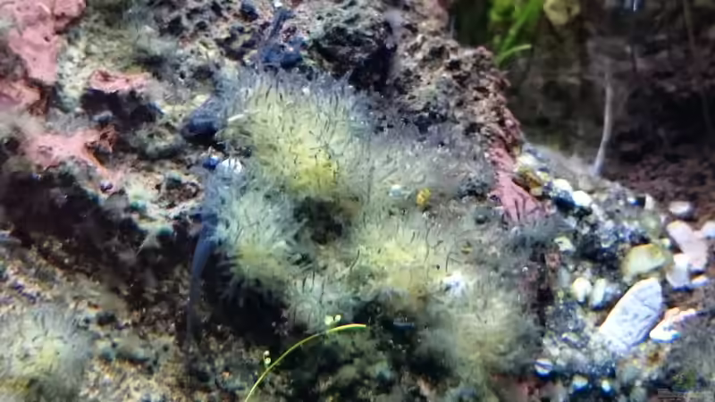 unbekanntes Gewächs .Was ist das????? Hilfeeee!!!! von Dorschi (3)