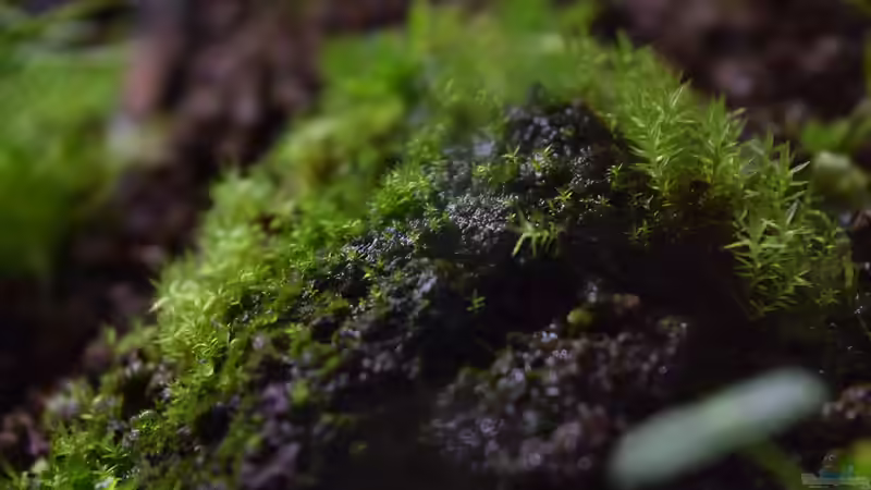 Unbekanntes Moos auf Lava-Stein von Junglist (7)