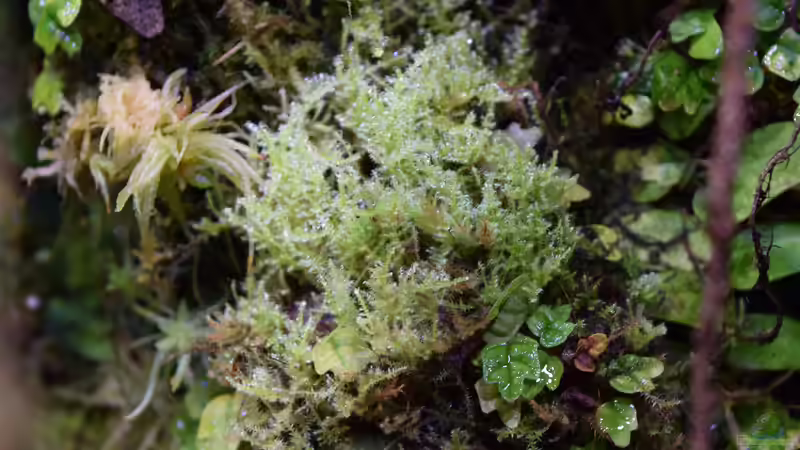 unbekanntes Moos von Junglist (24)