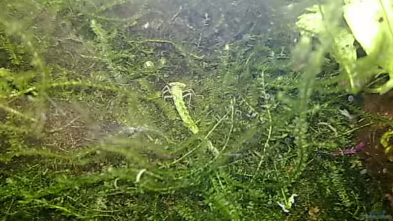 Unbekanntes Wesen 1 von Alexander Eckel (32)