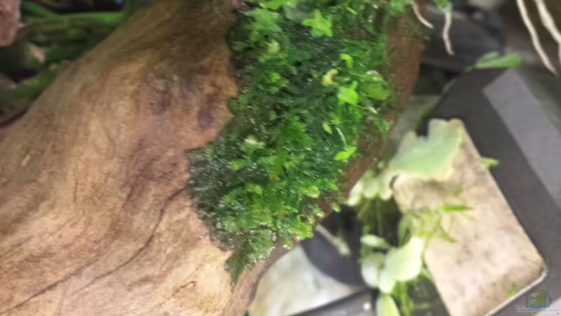 unbekantes Moos von sonic85 (17)