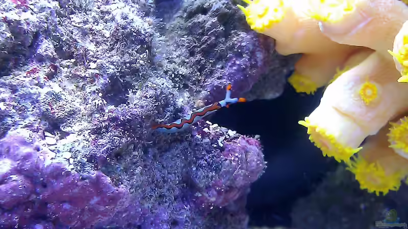 Unbestimmte Nacktschnecke Nr.2 von snoopy2008 (23)