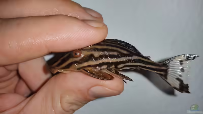 Unbestimmter Panaque von Alien2k (5)