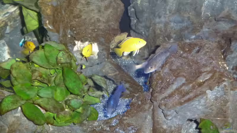 Und andauernd diese Knipserei von Couro (10)