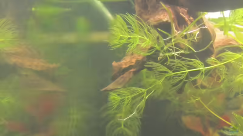 und auch von unten :-) von Mofafi-Liebhaber (90)