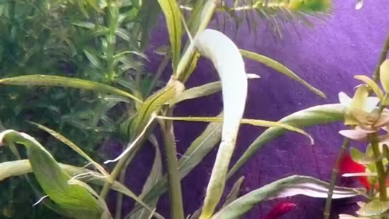 und bei dieser hier muss ich nun vollkommen passen.... ;-)  von Claas Harmsen (9)