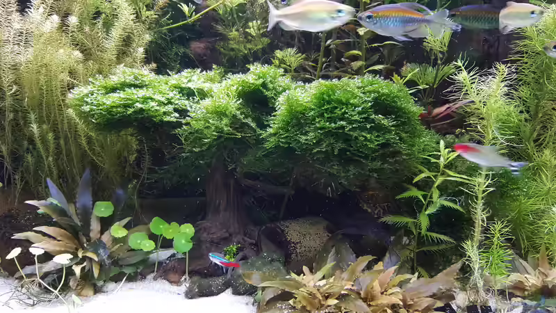 Und das Christmasmoos ist was geworden 24.05.2016 von Thomas Müller (14)