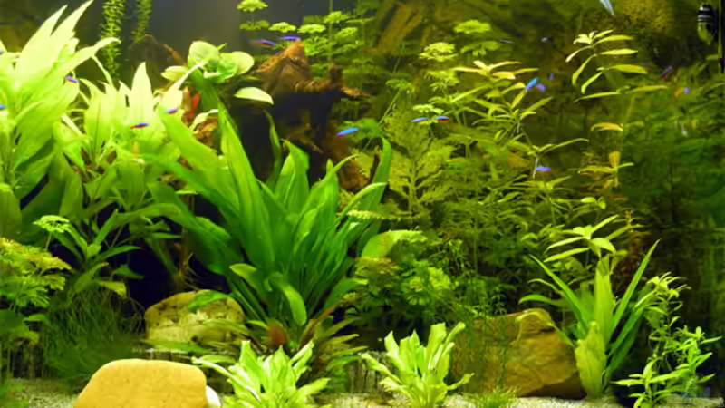 und das Ganze von Fossybear (21)